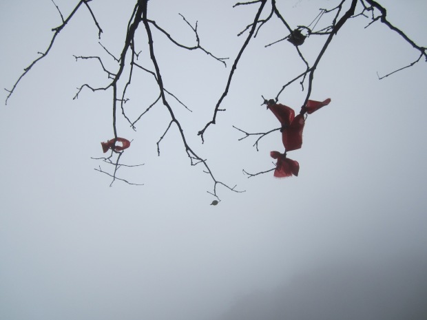 The fog makes the tree a dreaming dancer and the thread of red a poet. Why? Because the fog says so.